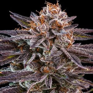 Image 1 of OMG cannabis by Ripper Seeds – Suited for indoor growing – Mostly Indica – Female seeds – Seed City