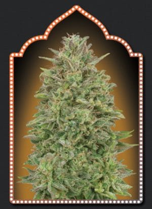 OO Skunk