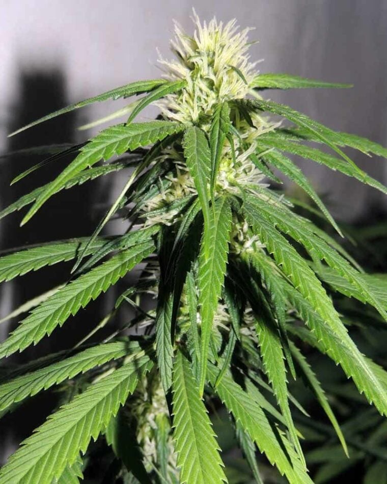 OSH A#5HZ from Karma Genetics