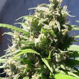 Oaxaca A5 Haze by Ace Seed bank – Sativa-leaning – Outdoor cultivation – Resistant to Mould – image 1 – Seed City