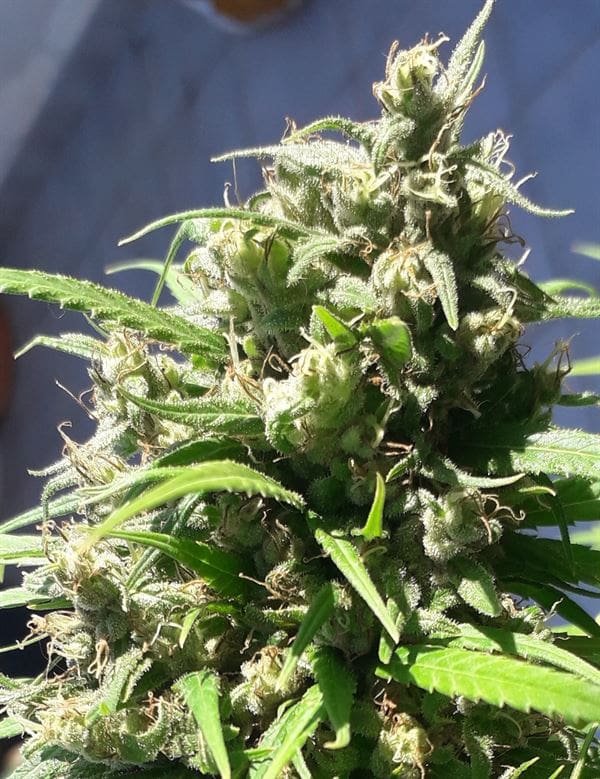 Oaxaca A5 Haze by Ace Seed bank – Sativa-leaning – Outdoor cultivation – Resistant to Mould – image 1 – Seed City
