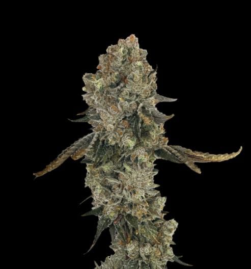 Obsession by Grateful Seeds – Tall (140cm plus) – Feminized – 12/12 Photoperiod – image 1 – Seed City