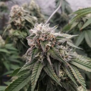 Ocean Spray cannabis seeds – Outdoor cultivation – 50% Indica/50% Sativa – 12/12 Photoperiod – image 1 from Seed City