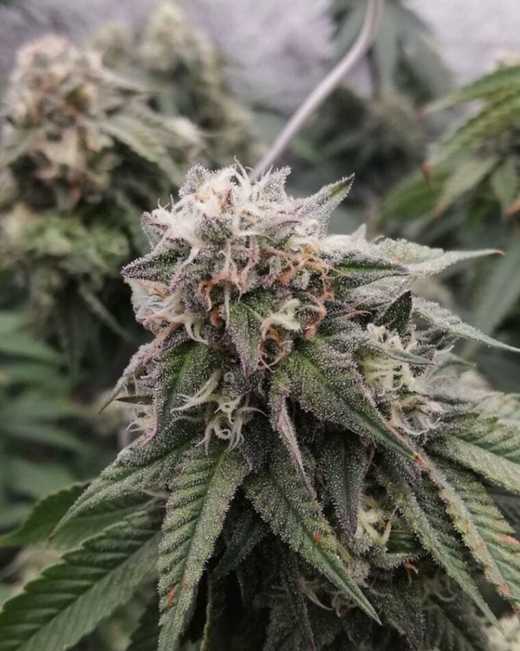 Ocean Spray cannabis seeds – Outdoor cultivation – 50% Indica/50% Sativa – 12/12 Photoperiod – image 1 from Seed City
