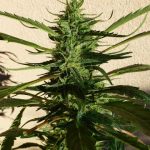 Octopussy by SuperAutos by Stitch – Tall (140cm plus) – Guaranteed female plants – Sativa Dominant – image 1 – Seed City