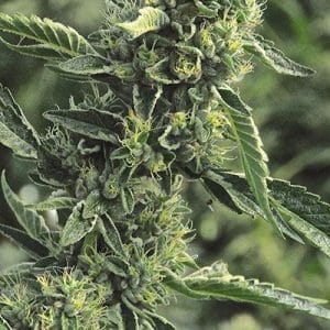 Og Kush cannabis seeds – 50% Indica/50% Sativa – Guaranteed female plants – Middle of October – image 1 from Seed City
