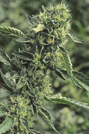 Og Kush