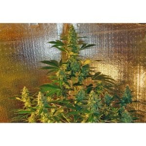 Old Time Bubba Kush