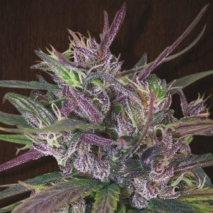 Old Timer's Haze by Ace Seed bank – Outdoor – Sativa – Incense – image 1 – Seed City