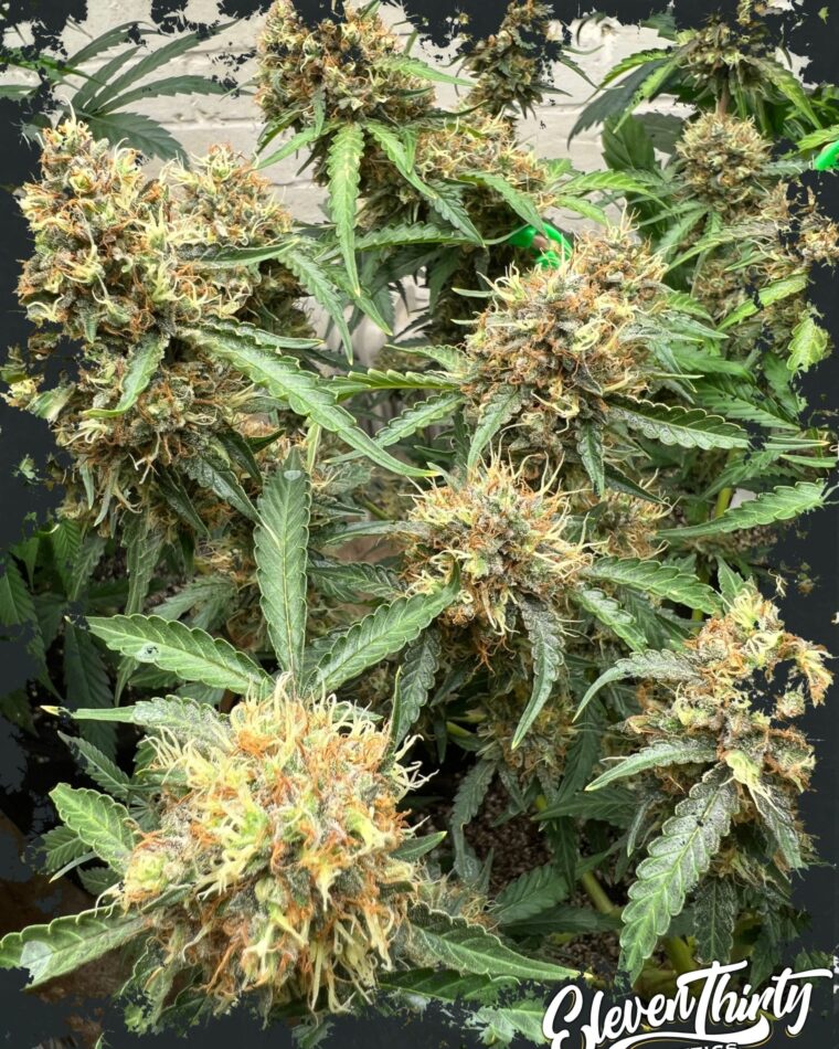 Image 1 of One Eyed Resin Chucker cannabis by ElevenThirty Genetics – Female seeds – Sweet – Outdoor – Seed City
