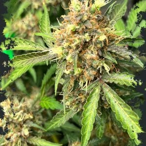 One Eyed Resin Chucker Auto cannabis seeds – Auto-Flowering – The End of September – Couch Lock – image 1 from Seed City