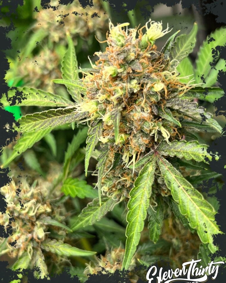 One Eyed Resin Chucker Auto cannabis seeds – Auto-Flowering – The End of September – Couch Lock – image 1 from Seed City