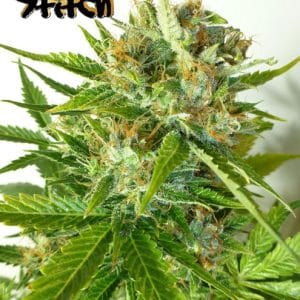 Image 1 of Onyx Auto cannabis by Flash Seeds – Sativa Dominant – Auto-Flowering – Resistant to Mould – Seed City