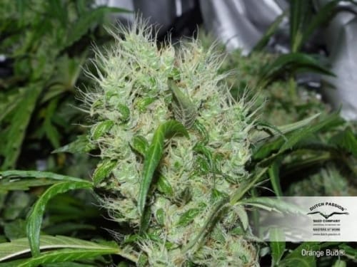 Orange Bud 大麻の種子 | Dutch Passion Seeds | Seed City