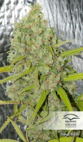 Orange Bud 大麻の種子 | Dutch Passion Seeds | Seed City