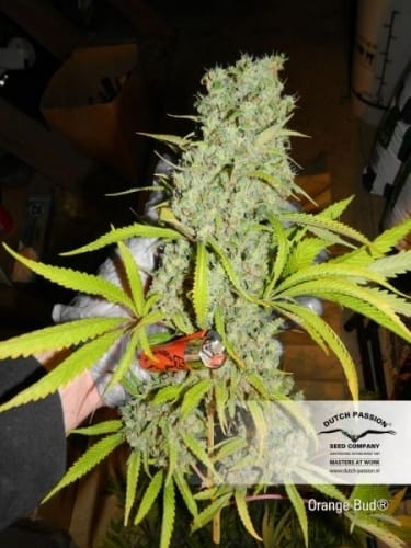 Orange Bud เมล็ดพันธุ์กัญชา | Dutch Passion Seeds