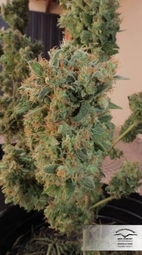 Orange Bud 大麻の種子 | Dutch Passion Seeds | Seed City