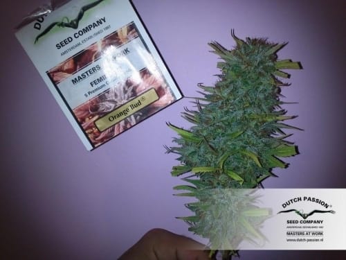 Orange Bud 大麻の種子 | Dutch Passion Seeds | Seed City