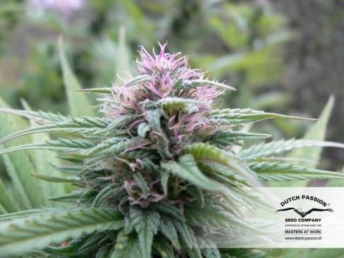 Orange Bud 大麻の種子 | Dutch Passion Seeds | Seed City