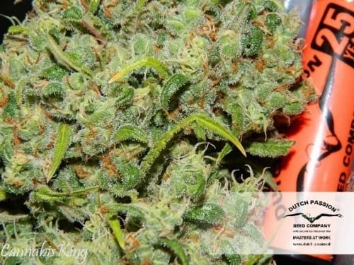 Orange Bud 大麻の種子 | Dutch Passion Seeds | Seed City