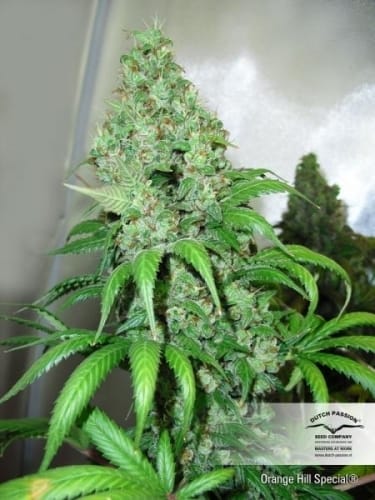 Orange Hill Special cannabis seeds – Outdoor cultivation – Super Strength – Citrus – image 2 from Seed City