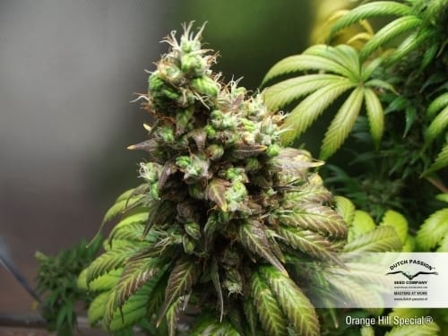 Orange Hill Special cannabis seeds – Citrus – Super Strength – Body Stone – image 7 from Seed City