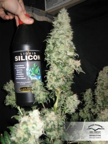 Orange Hill Special cannabis seeds – Middle of October – Regular – Outdoor cultivation – image 10 from Seed City