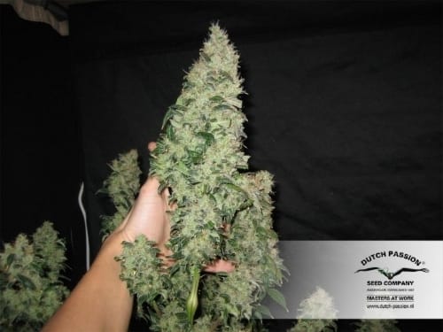Orange Hill Special cannabis seeds – Regular – 12/12 Photoperiod – Super Strength – image 12 from Seed City