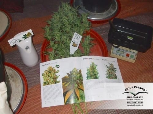 Orange Hill Special by Dutch Passion Seeds – 50% Indica/50% Sativa – Body Stone – Regular – image 17 – Seed City