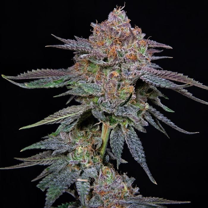 OrangeGroovye BX cannabis seeds – Sweet – Indoor – Guaranteed female plants – image 1 from Seed City