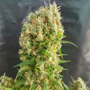 Image 1 of Orange Amnesia cannabis by Lineage Genetics – Feminized – Mostly Sativa – Orange – Seed City