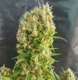 Orange Amnesia