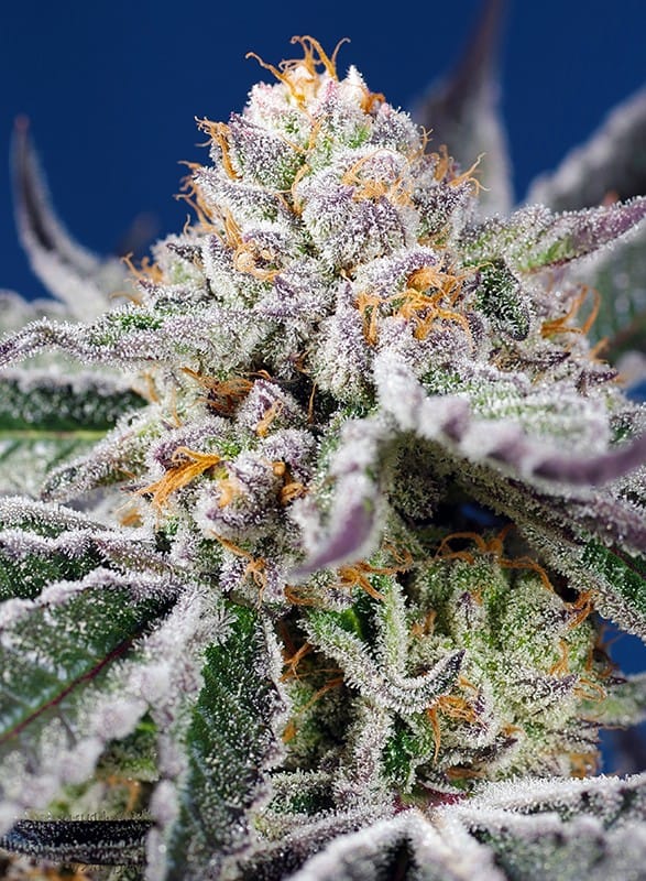 Orange Apricot Glue XL Auto cannabis seeds – Auto-Flowering – Indica-heavy – Short (up to 80cm) – image 1 from Seed City