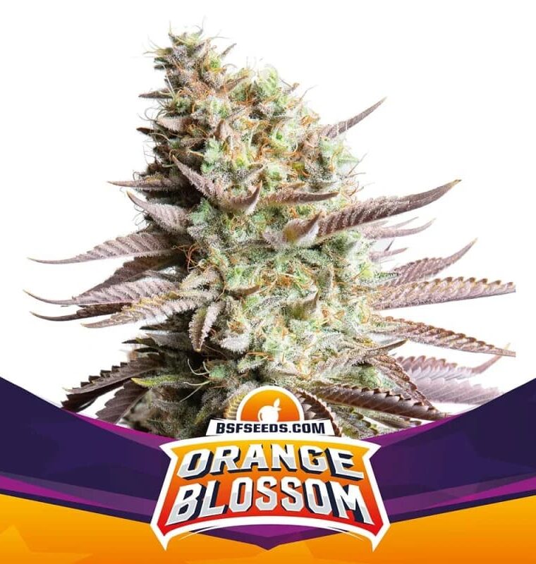 Orange Blossom by BSF Seeds – 12/12 Photoperiod – Mostly Sativa – Large yield – image 1 – Seed City