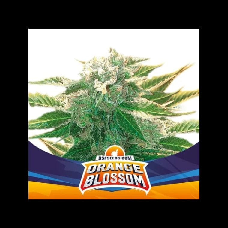 Orange Blossom XXL Auto by BSF Seeds – Auto-Flowering – High Yielding – Super Strength – image 1 – Seed City