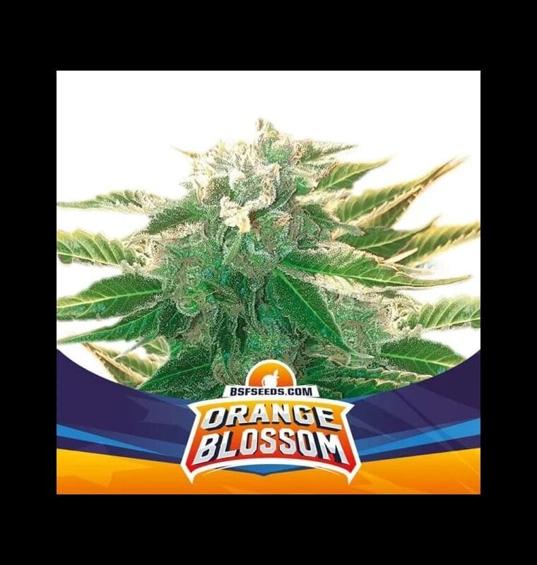 Orange Blossom XXL Auto by BSF Seeds – Auto-Flowering – High Yielding – Super Strength – image 1 – Seed City