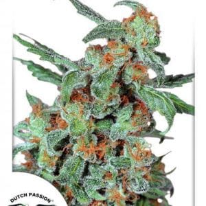 Orange Bud cannabis seeds – 12/12 Photoperiod – High Yielding – Super Strength – image 1 from Seed City