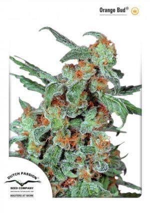 Orange Bud