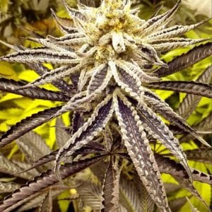 Orange Cane cannabis seeds – Outdoor cultivation – 12/12 Photoperiod – Guaranteed female plants – image 1 from Seed City