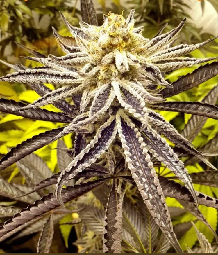 Orange Cane cannabis seeds – Outdoor cultivation – 12/12 Photoperiod – Guaranteed female plants – image 1 from Seed City