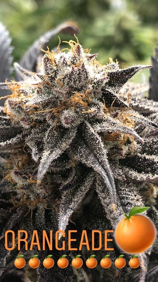Image 1 of Orange Cherry cannabis by Black Farm Genetix – Super Strength – Outdoor cultivation – Orange – Seed City