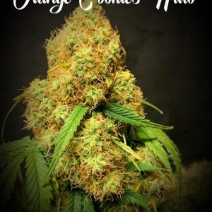 Image 1 of Orange Cookies Auto cannabis by TasteBudz Seeds – Auto-Flowering – Female seeds – Sweet – Seed City