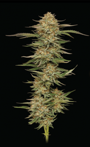 Orange Creampop from Humboldt Seed Company