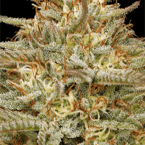 Orange Creampop cannabis seeds – Sativa Dominant – 12/12 Photoperiod – Beginning of October – image 1 from Seed City