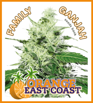 Orange EastCoast