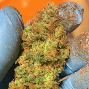 Image 1 of Orange Mooncake cannabis by TasteBudz Seeds – Euphoric – High Yielding – Indoor-friendly – Seed City