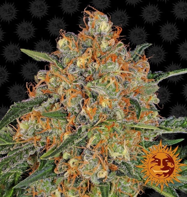 High Yielding – Feminized – Orange – Orange Sherbert strain – image 1 – from Barneys Farm Seeds via Seed City
