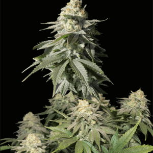 Orange Sherbet Fast Flowering from FastBuds