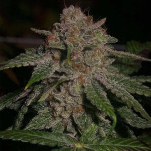 Oregon Lemons