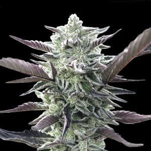 Super Strength – Indica Dominant – Feminized – Oreoz strain – image 1 – from OO Seeds via Seed City